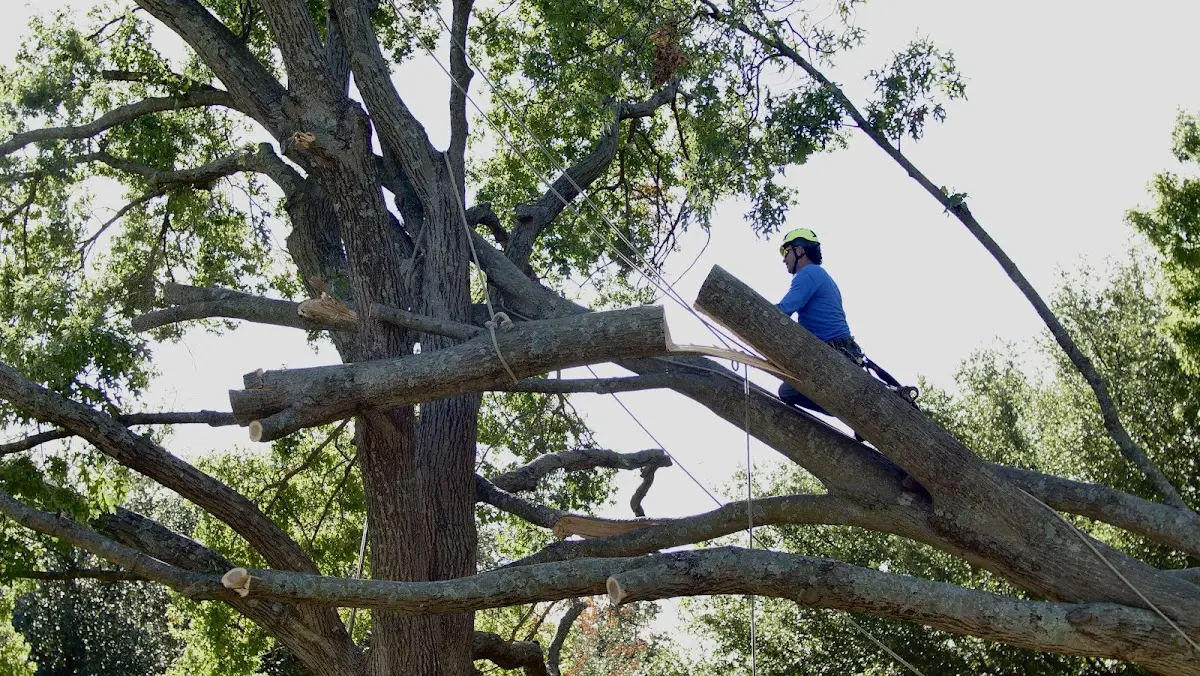 Professional Crown Thinning performed by certified arborists in Jesup