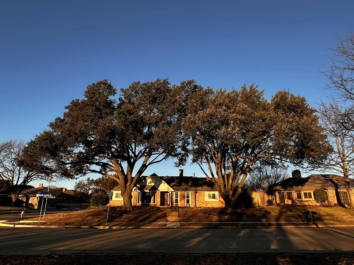 Established residential canopy tree shading a home in Jesup
