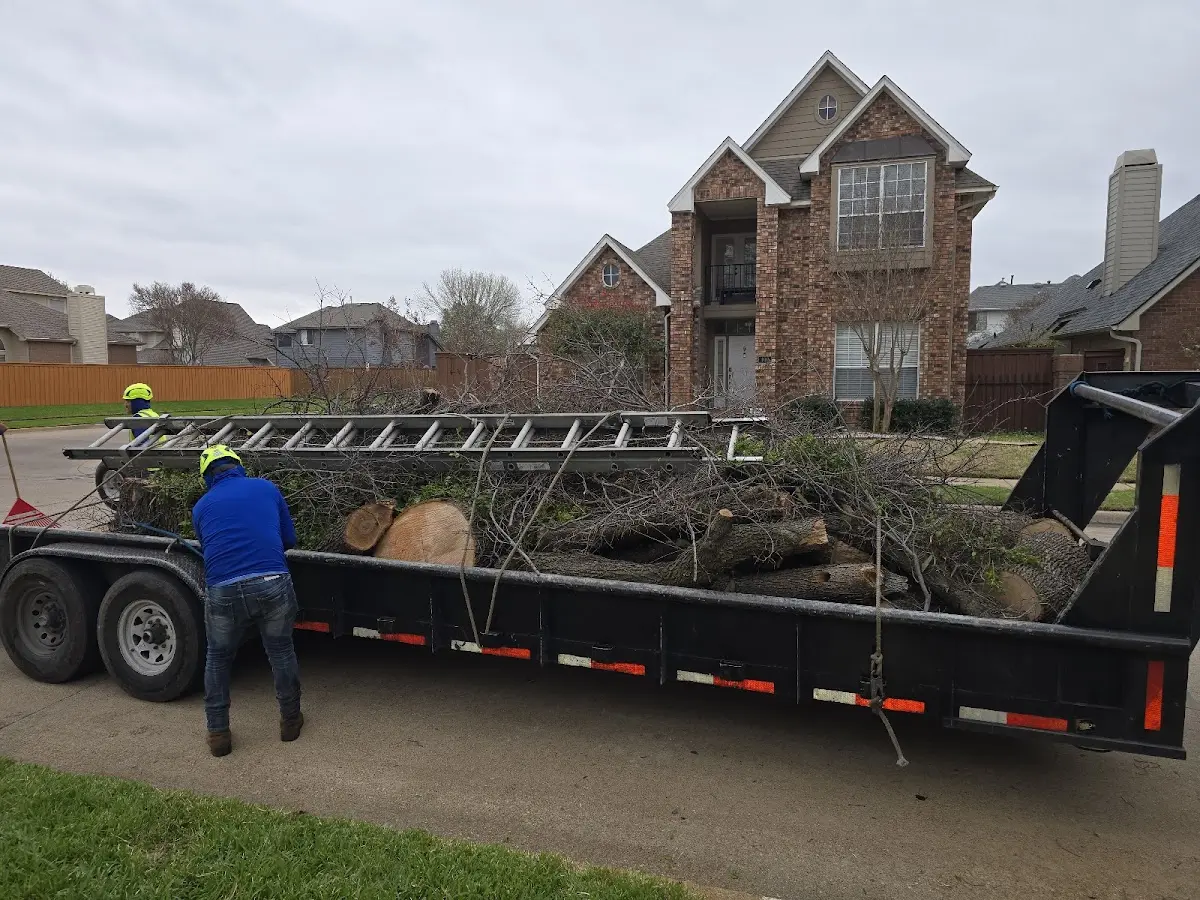 Expert Tree Removal with proper safety equipment in Jesup